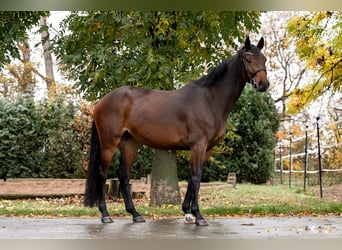 Deutsches Sportpferd, Stute, 5 Jahre, 161 cm, Brauner