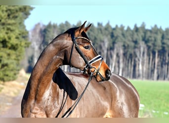 Deutsches Sportpferd, Stute, 5 Jahre, 162 cm, Brauner