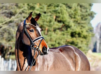 Deutsches Sportpferd, Stute, 5 Jahre, 162 cm, Brauner