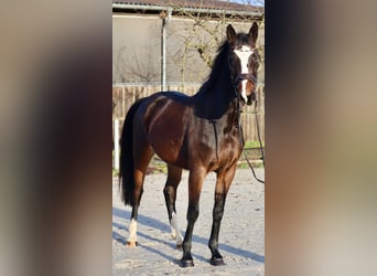 Deutsches Sportpferd, Stute, 5 Jahre, 162 cm, Brauner