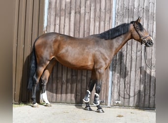 Deutsches Sportpferd, Stute, 5 Jahre, 162 cm, Brauner