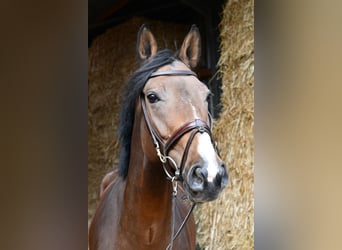 Deutsches Sportpferd, Stute, 5 Jahre, 162 cm, Brauner