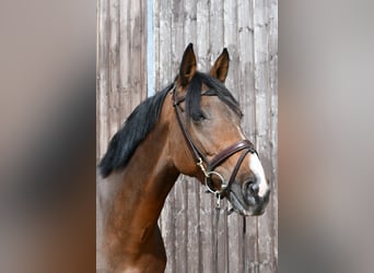 Deutsches Sportpferd, Stute, 5 Jahre, 162 cm, Brauner