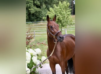 Deutsches Sportpferd, Stute, 5 Jahre, 162 cm, Brauner