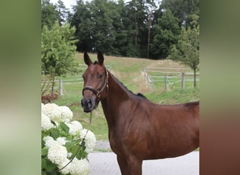 Deutsches Sportpferd, Stute, 5 Jahre, 162 cm, Brauner