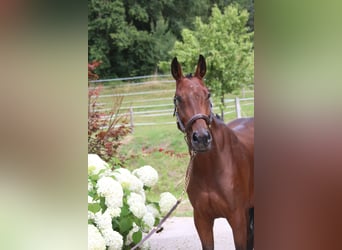 Deutsches Sportpferd, Stute, 5 Jahre, 162 cm, Brauner