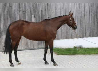 Deutsches Sportpferd, Stute, 5 Jahre, 162 cm, Brauner
