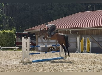 Deutsches Sportpferd, Stute, 5 Jahre, 162 cm, Brauner