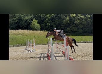 Deutsches Sportpferd, Stute, 5 Jahre, 162 cm, Brauner