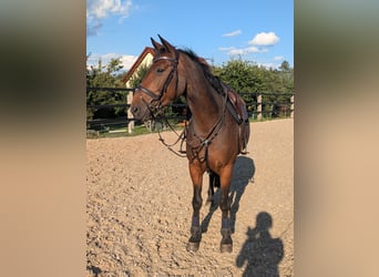 Deutsches Sportpferd, Stute, 5 Jahre, 162 cm, Brauner