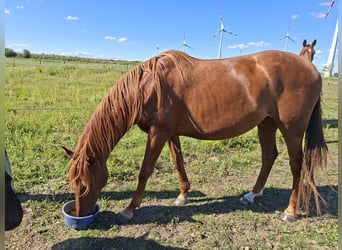 Deutsches Sportpferd, Stute, 5 Jahre, 162 cm, Fuchs