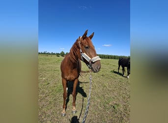 Deutsches Sportpferd, Stute, 5 Jahre, 162 cm, Fuchs