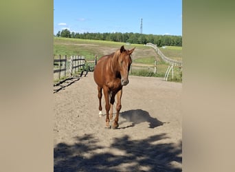 Deutsches Sportpferd, Stute, 5 Jahre, 162 cm, Fuchs