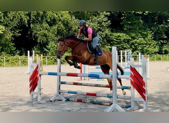 Deutsches Sportpferd, Stute, 5 Jahre, 163 cm, Brauner