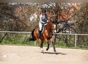 Deutsches Sportpferd, Stute, 5 Jahre, 163 cm, Brauner