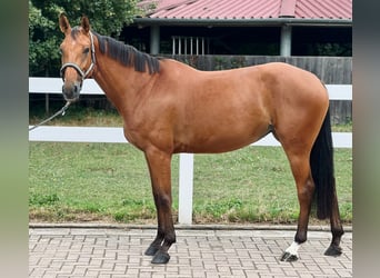 Deutsches Sportpferd, Stute, 5 Jahre, 163 cm, Brauner