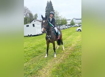 Deutsches Sportpferd, Stute, 5 Jahre, 163 cm, Dunkelbrauner