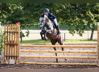 Deutsches Sportpferd, Stute, 5 Jahre, 164 cm, Apfelschimmel