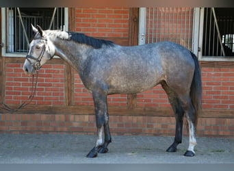 Deutsches Sportpferd, Stute, 5 Jahre, 164 cm, Apfelschimmel