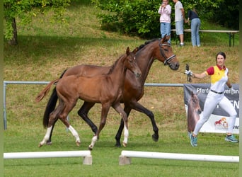 Deutsches Sportpferd, Stute, 5 Jahre, 164 cm, Brauner