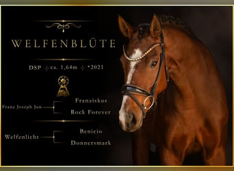 Deutsches Sportpferd, Stute, 5 Jahre, 164 cm, Brauner