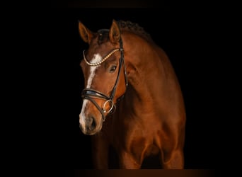 Deutsches Sportpferd, Stute, 5 Jahre, 164 cm, Brauner