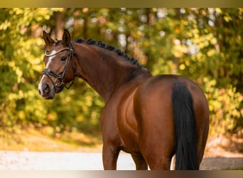 Deutsches Sportpferd, Stute, 5 Jahre, 164 cm, Brauner
