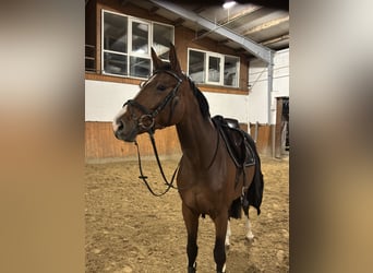 Deutsches Sportpferd, Stute, 5 Jahre, 164 cm, Brauner