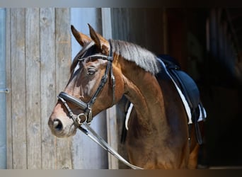 Deutsches Sportpferd, Stute, 5 Jahre, 164 cm, Dunkelbrauner