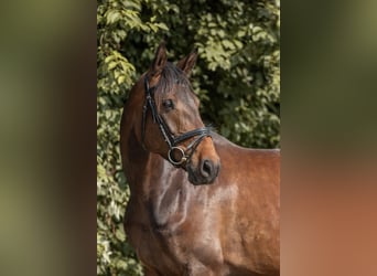 Deutsches Sportpferd, Stute, 5 Jahre, 164 cm, Dunkelbrauner