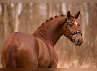 Deutsches Sportpferd, Stute, 5 Jahre, 164 cm, Dunkelfuchs