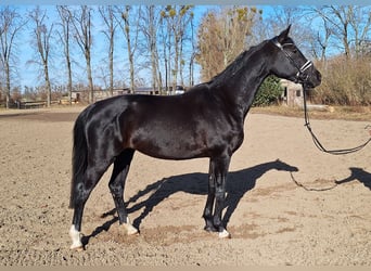 Deutsches Sportpferd, Stute, 5 Jahre, 164 cm, Rappe