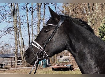 Deutsches Sportpferd, Stute, 5 Jahre, 164 cm, Rappe