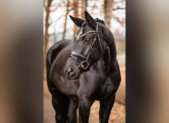 Deutsches Sportpferd, Stute, 5 Jahre, 164 cm, Rappe