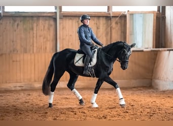 Deutsches Sportpferd, Stute, 5 Jahre, 164 cm, Rappe