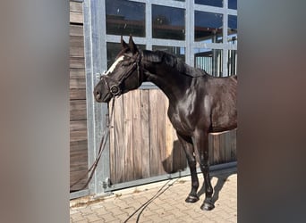 Deutsches Sportpferd, Stute, 5 Jahre, 164 cm, Rappe