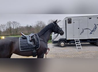 Deutsches Sportpferd, Stute, 5 Jahre, 164 cm, Rappe