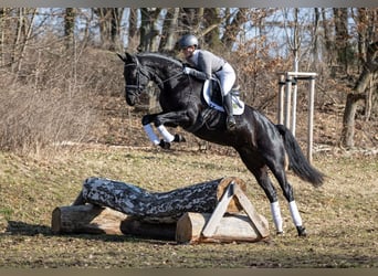Deutsches Sportpferd, Stute, 5 Jahre, 164 cm, Rappe