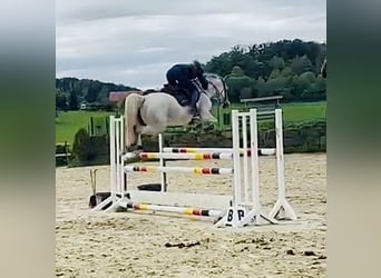 Deutsches Sportpferd, Stute, 5 Jahre, 164 cm, Schimmel