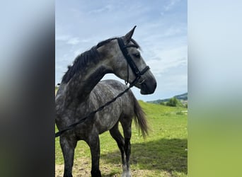 Deutsches Sportpferd, Stute, 5 Jahre, 165 cm, Apfelschimmel
