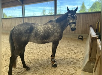 Deutsches Sportpferd, Stute, 5 Jahre, 165 cm, Apfelschimmel