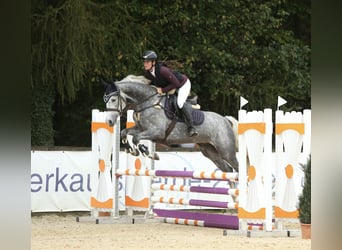 Deutsches Sportpferd, Stute, 5 Jahre, 165 cm, Apfelschimmel