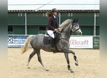 Deutsches Sportpferd, Stute, 5 Jahre, 165 cm, Apfelschimmel