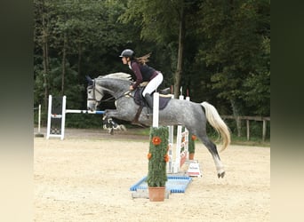 Deutsches Sportpferd, Stute, 5 Jahre, 165 cm, Apfelschimmel