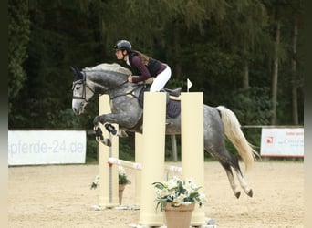 Deutsches Sportpferd, Stute, 5 Jahre, 165 cm, Apfelschimmel