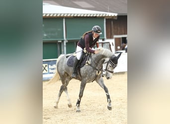 Deutsches Sportpferd, Stute, 5 Jahre, 165 cm, Apfelschimmel