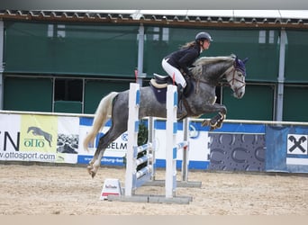 Deutsches Sportpferd, Stute, 5 Jahre, 165 cm, Apfelschimmel