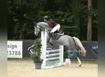 Deutsches Sportpferd, Stute, 5 Jahre, 165 cm, Apfelschimmel