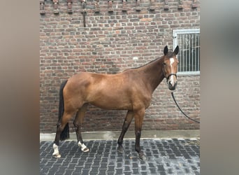 Deutsches Sportpferd, Stute, 5 Jahre, 165 cm, Brauner