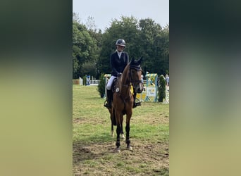 Deutsches Sportpferd, Stute, 5 Jahre, 165 cm, Brauner